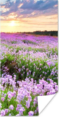 Produktbild von MuchoWow® Poster Lavendel - Blumen - Sonnenuntergang - Lila - Wiese 20x40 cm - Plakat - Foto