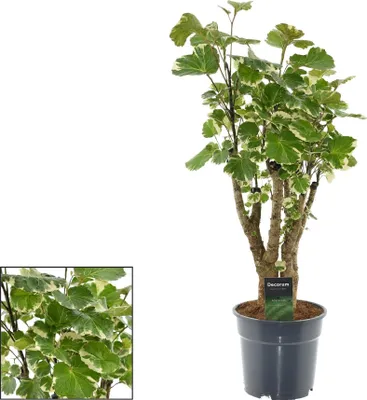 Immagine prodotto di Polyscias balfouriana, pianta da appartamento, Ø17cm, altezza 50cm, arbusto