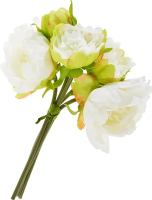 Produktbild von Pfingstrosen-Bund mit 5 Blüten Cream