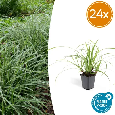 Produktbild von Carex morrowii 'Ice Dance' - Bodendecker - Ziergras - Immergrün - Pflegeleicht - Für Sonne und Schatten - 24 Pflanzen - Höhe 10-25 cm - Ø 9 cm