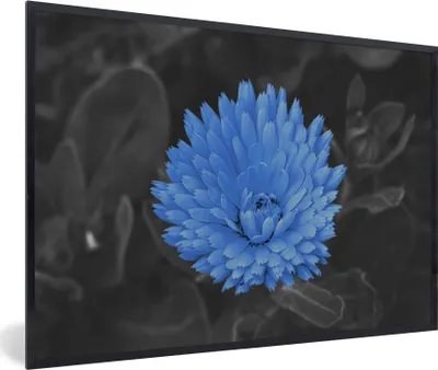 Produktbild von MuchoWow® Gerahmtes Poster Blumen - Schwarz - Weiß - Blau 90x60 cm - Poster mit Schwarzem Bilderrahmen Wandposter Rahmen Foto Bilder - Fotorahmen - Foto-Plakat