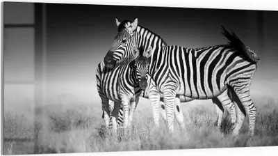 Produktbild von DEQORI Glasbild Echtglas 100x50 cm 'Zebras beieinanderstehend' Wandbild Bild modern Deko