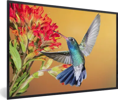 Produktbild von MuchoWow® Gerahmtes Poster Vogel - Kolibri - Blumen 90x60 cm - Poster mit Schwarzem Bilderrahmen Wandposter Rahmen Foto Bilder - Fotorahmen - Foto-Plakat