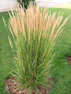 Produktbild von Stauden Gänge 10 x Calamagrostis x acutiflora 'Karl Förster' im 1 Liter Topf - Reitgras - Top als Sichtschutz Hecke - Aufrechte Eleganz