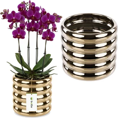 A potted orchid with purple flowers sits next to a stack of gold rings.
