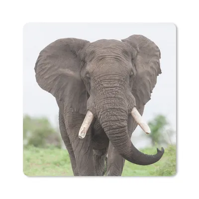 Produktbild von MuchoWow® Mauspad Mousepad Elefant - Tiere - Gras - Natur 30x30 cm - Mousepads - Maus Mat - Pad - Mausunterlage - Gaming