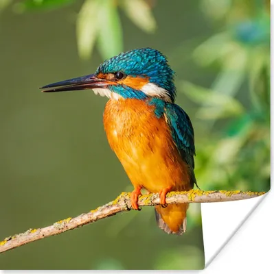 Produktbild von MuchoWow® Poster Vogel - Eisvogel - Zweig - Blätter - Moos 75x75 cm - Wand Dekoration
