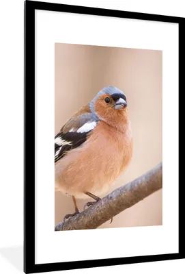 Produktbild von MuchoWow® Gerahmtes Poster Vogel - Tiere - Fink 60x90 cm - Poster mit Schwarzem Bilderrahmen Wandposter Rahmen Foto Bilder - Dekoration - Wandposter Wohnzimmer - Hochwertig