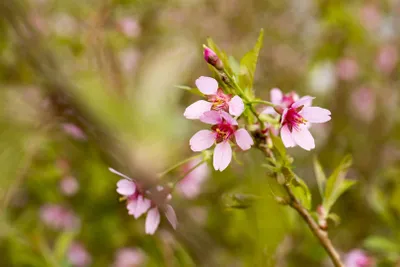 Produktbild von Prunus incisa 'Paean', Zierkirsche, rosa Blüten, 30–40 cm