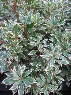Produktbild von Pieris japonica Little Heath - Weißbunte Lavendelheide - 30-40cm