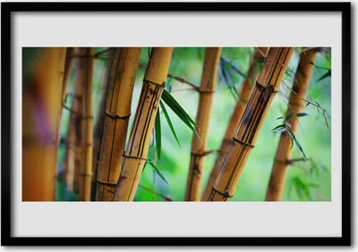 Produktbild von Bild 70x50 MDF-Rahmen Wandkunst Natur Bambuspflanze