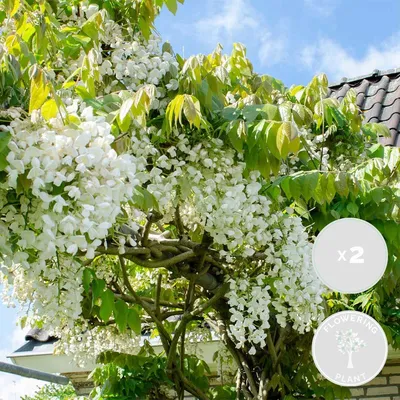 Zdjęcie produktu dla Bloomique - Zestaw 2 szt. - Wisteria floribunda Alba - Roślina pnąca Blue Rain - Biała - Rośliny pnące - Rośliny ogrodowe - Odporne na zimę - Wysokość 50-70 cm - Doniczka 15 cm