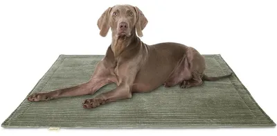 Image de Couverture pour chien Timor, 120 x 80 cm, couleur kaki