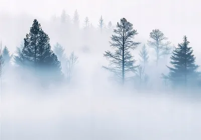 Produktbild von Fototapete Wald im Nebel - Tapete Wohnzimmer - 350x250 cm - inklusive kleister - Vlies Tapete - Vliestapete - Wohnzimmer - Schlafzimmer - Küche - Modern - Wandtapete