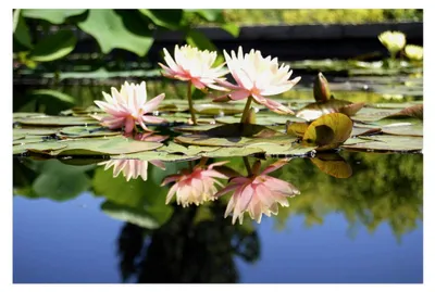 Produktbild von Set Wasserpflanzen in verschiedenen Größen für den Gartenteich - geeignet für Teichpflanzen wie Seerosen und andere Wasserpflanzen (Teicherde 15L)