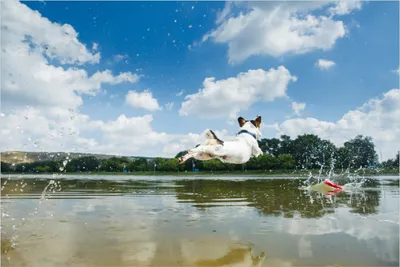 Produktbild von Wallario Poster - Jack Russel Terrier im Wasser, Kunstdruck Größe: 61 x 91,50 cm