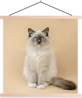 Produktbild von MuchoWow® Textilposter Katze - Siamese - Porträt - Mädchen - Kinder - Jungen - Kinder 40x40 cm mit holzfarbenen Rahmen - Posterleiste