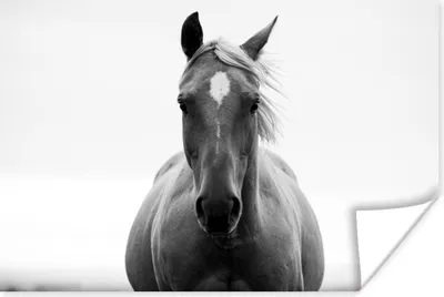 Produktbild von MuchoWow® Poster Pferd - Tier - Schwarz - Weiß 180x120 cm - Fotoplakat