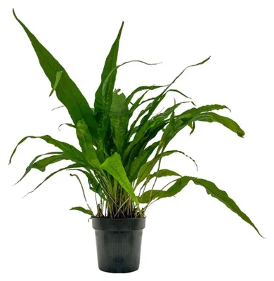 Produktbild von Mutterpflanze Aquarium Pflanze Microsorum pteropus AquaOne Nr.308 XL Aquarium