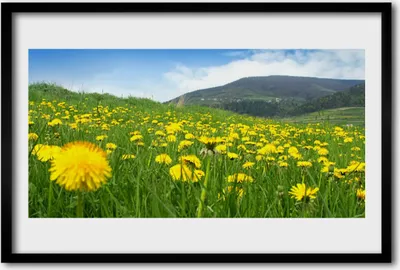 Produktbild von Bild 60x40 MDF-Rahmen Wandkunst Löwenzahn Natur