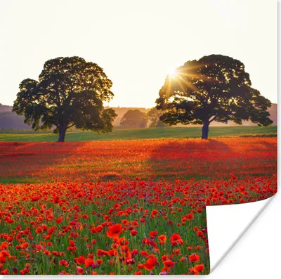 Produktbild von MuchoWow® Poster Mohnblumen - Blumenfeld - Sonne 100x100 cm - Babyzimmer