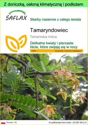 Zdjęcie produktu dla SAFLAX - Garden to go - Tamaryndowiec - 4 Nasiona - Z doniczką, pokrywą klimatyczną i podłożem do uprawy - Tamarindus indica