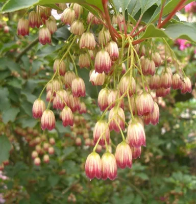 Immagine prodotto di Arbusto ornamentale 'Enkianthus campanulatus' 60-80 cm