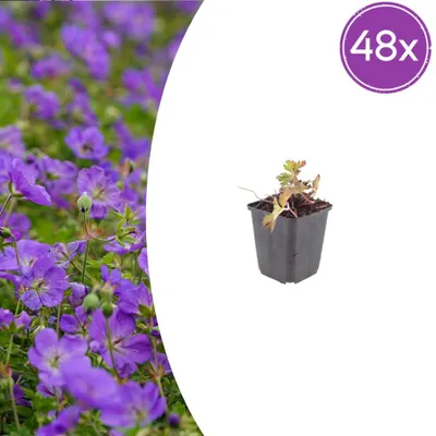 Produktbild von Geranium wallichianum "Azure Rush" - Storchschnabel - 9cm Topf - 10-25cm - Set mit 48 Pflanzen