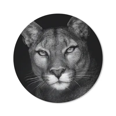 Produktbild von MuchoWow® Mauspad Mousepad Tierprofil Puma in schwarz und weiß 20x20 cm - Mousepads - Maus Mat - Pad - Mausunterlage - Schreibtischmatte