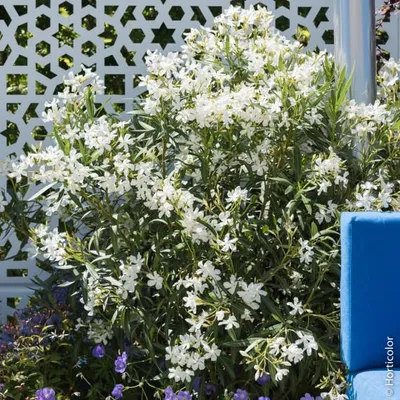 Produktbild von Oleanderstrauch ´BIANCO SEMPLICE´ 30-40 cm, Cont. 3 l