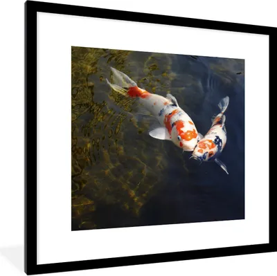 Produktbild von MuchoWow® Gerahmtes Poster Zwei Koi-Karpfen im Wasser 40x40 cm - Poster mit Schwarzem Bilderrahmen Wandposter Rahmen Foto Bilder - Poster - Plakat im Rahmen