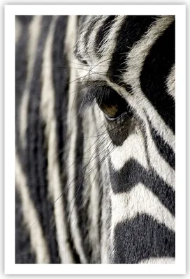 Produktbild von Poster - Poster ohne Rahmen - Zebra Streifen Tierwelt Safari - 61x91,5 cm - Wand Bild - Wanddeko - Wandbilder - Kunstposter - Wandposter - Bilder - Kunstdruck - Wandbild - P2XPA61x91-2195