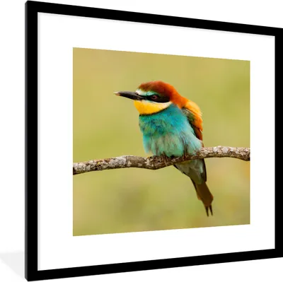 Produktbild von MuchoWow® Gerahmtes Poster Vogel - Bienenfresser - Tiere 40x40 cm - Poster mit Schwarzem Bilderrahmen Wandposter Rahmen Foto Bilder - Poster - Plakat im Rahmen