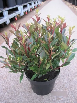 Produktbild von Photinia fraseri Chico - Glanzmispel Chico