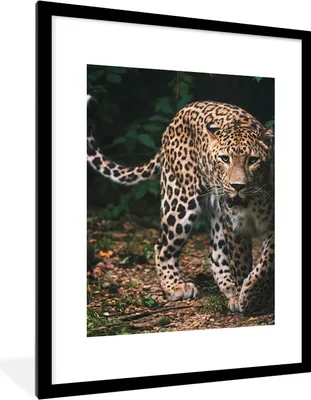 Produktbild von MuchoWow® Gerahmtes Poster Wildtiere - Leopard - Dschungel - Natur 60x80 cm - Poster mit Schwarzem Bilderrahmen Wandposter Rahmen Foto Bilder - Wohnzimmer - Dekorationen - Prämie