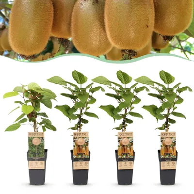 Zdjęcie produktu dla Actinidia Weiki & Hayward - Roślina Kiwi - 1 Samiec - 3 Samice - Rośliny - Zielony - 40-50cm - Ø15cm - Roślina ogrodowa