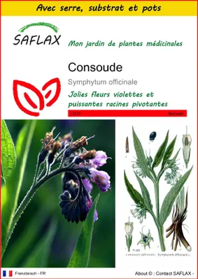 Image de SAFLAX Ensemble de culture - Consoude - 15 graines - Symphytum
