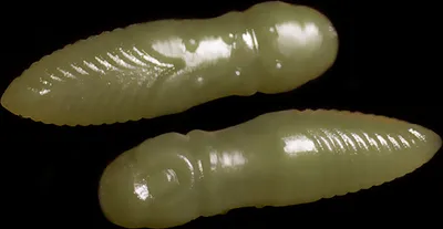 Produktbild von Trout Baits Jara Lury 35 Garlic 711