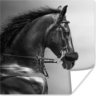 Produktbild von MuchoWow® Poster Pferde - Schwarz - Porträt - Tiere 50x50 cm - Wohnzimmerdekoration