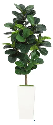 Zdjęcie produktu dla Skrzypce, realistyczny wygląd, łatwe w pielęgnacji, 6 stóp (180 cm)