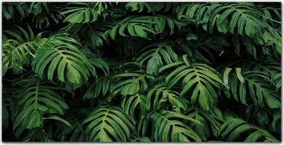 Produktbild von Coloray Küchenrückwand 120x60 Spritzschutz aus Glas - tropische Blätter