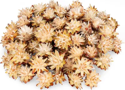 Produktbild von Leucadendron plumosum getrocknet 0,5kg – ca. 70–80 Köpfe | Exotische Trockenblumen Naturdeko | Protea für Boho Hochzeit, DIY Basteln, Vasen & Tischdeko rustikal