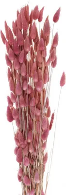 Produktbild von Hasenschwanzgras Trockenblumen Deko Hochzeit Boho Samtgras Wohnzimmer Vase