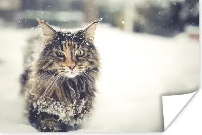 Produktbild von MuchoWow® Poster Katze - Schnee - Tiere 30x20 cm - Plakate - Print