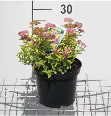 Obrázok produktu pre Spiraea jap. 'Goldmound' - Nevestinec 25- 30 cm - Kontajner