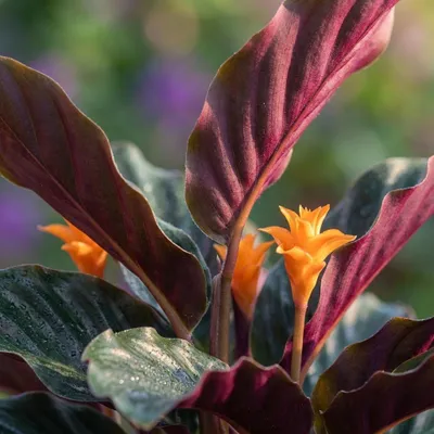 Image de Calathea Crocata - 2 plants - Ø 14 cm - Hauteur : 40 - 45 cm