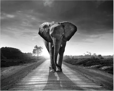 Produktbild von Wallario Poster - Elefant bei Sonnenaufgang in Afrika schwarzweiß, Kunstdruck Größe: 40 x 50 cm