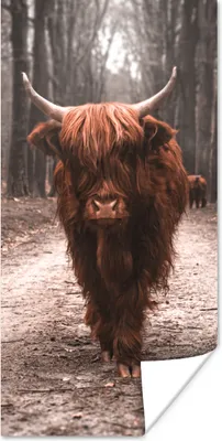 Produktbild von MuchoWow® Poster Schottischer Hochländer - Wald - Kuh - Tiere - Natur 60x120 cm - Wandschmuck