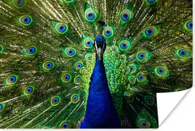 Produktbild von MuchoWow® Poster Pfau - Federn - Augen - Blau 120x80 cm - Bilder