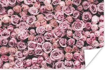 Produktbild von MuchoWow® Poster Blumen - Rosen - Natur - Rosa - Botanisch 120x80 cm - Bilder